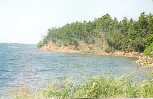 The forest covered shore line. (1998)
